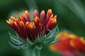 Cockade flower (Gaillardia) in shades of red and yellow against a green background