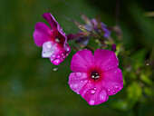 Garten-Phlox (Phlox paniculata) mit Regentropfen im Grünen