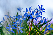 Blue star (Scilla luciliae) 'Lucile' in spring light