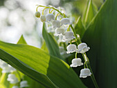 Maiglöckchen (Convallaria majalis) in voller Blüte