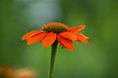 Roter Sonnenhut (Echinacea) in Nahaufnahme vor unscharfem, grünem Hintergrund