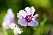 Scarlet man's-trefoil (Anagallis arvensis) in close-up