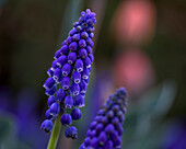 Traubenhyazinthen (Muscari) vor unscharfem Hintergrund