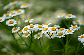 Mutterkraut (Tanacetum parthenium) in blühendem Wiesenfeld