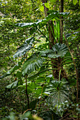 Philodendron giganteum im tropischen Regenwald  des Nationalparks von Guadeloupe