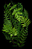 Various fern species against a black background, including maidenhair fern (Adiantum capillus-veneris) and shield fern (Polystichum)