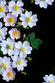 Dog rose (Rosa canina) against a black background