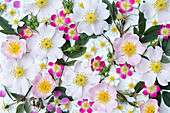 Mixed roses: dog rose (Rosa canina), frosted rose (Rosa glauca), multiflora rose (Rosa multiflora) against a white background as a carpet of flowers