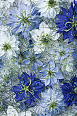 Blumenteppich mit weißen, hellblauen und dunkelblauen Blüten der Jungfer im Grünen (Nigella damascena)