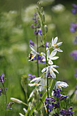 Grass lily (Anthericum liliago) with bee on a flower in the garden