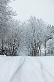 Schneebedeckte, von Bäumen gesäumte Straße