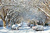 Schneebedeckte Wohnstraße mit geparkten Autos und Baumkronen