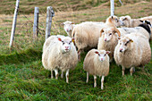 Small flock of Icelandic sheep in pen, Hunaver, Iceland