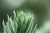 Pine needles, close-up