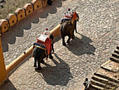 High angle view of two elephants at Jaigarh Fort, Jaipur, Rajasthan, India