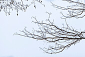 Snow on bare tree branches