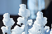Snow on ornamental wrought iron fence