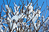 Snow on tree branches against blue sky