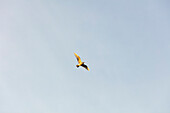 Flache Ansicht einer Möwe im Flug gegen hellblauen Himmel