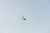 Low angle view of seagull in flight against light blue sky