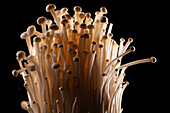 Enoki Mushrooms against black background