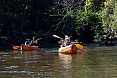France, Gironde, Val de L'Eyre, Parc Naturel Régional des Landes de Gascogne, Salles, Leyre river, canoeing on the river