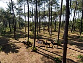 France, Gironde, Val de L'Eyre, Parc Naturel Régional des Landes de Gascogne, horseback ride with Caballo Loco, a Chilean family specializing in equestrian art(aerial view)