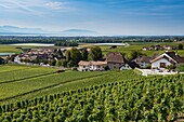 Switzerland, Canton of Vaud, Nyon, the vineyards of Luins and Lake Geneva