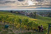 Schweiz, Kanton Waadt, Nyon, Weinlese im Weinberg und das Dorf Féchy im Hintergrund