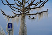 Switzerland, Canton of Vaud, Versoix, the edges of Lake Geneva covered with ice in a very cold north wind, the branches of trees transformed into garlands of ice