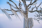 Switzerland, Canton of Vaud, Versoix, the edges of Lake Geneva covered with ice in a very cold north wind, the branches of trees transformed into garlands of ice