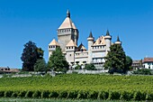 Switzerland, Canton of Vaud, the castle of Vufflens amid vineyards