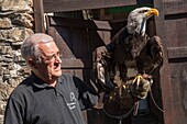 Switzerland, Valais, Saillon, Raptor Breeding, Bald Eagle