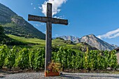 Switzerland, Valais, Saillon, the vineyard sloping at the foot of the old fortress