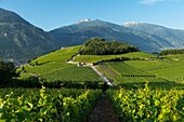 Schweiz, Wallis, der Weinberg von Sierre umgibt die Stadt