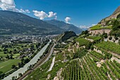 Schweiz, Wallis, Sion, Spaziergang auf der Bisse de Clavau, der terrassierte Weinberg mit Blick auf die Rhone