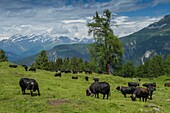 Schweiz, Wallis, Val d'Anniviers, die grösste Kuhherde der Herens Eidgenossenschaft auf der Wiese von Tracuit