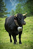 Schweiz, Wallis, Val d'Anniviers, die grösste Kuhherde der Herens Eidgenossenschaft auf der Wiese von Tracuit