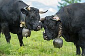 Schweiz, Wallis, Val d'Anniviers, die grösste Kuhherde der Eidgenossenschaft von Herens auf der Alp du Tracuit, zwei Tiere werden gemustert