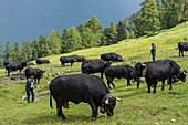Switzerland, Valais, Val d'Anniviers, in the pasture of Tracuit, cowboys watch over the biggest herd of the country of cows of Hérens