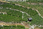 Switzerland, Valais, Val d'Anniviers, in Unterstalden the highest vines of Europe Visperterminen rise on a hill up to 1150 m altitude