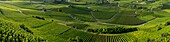 Switzerland, Valais, Sion, panoramic view of the vineyard