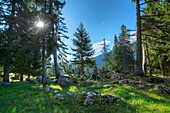 France, Haute Savoie, Glieres Plateau, Bornes massif, sunrise in the plateau forest