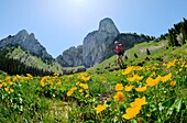 France, Haute Savoie, Massif des Bornes, Glieres plateau Hiking in the valley of Pré de Vaudé, poplar flowers and rock Parnal