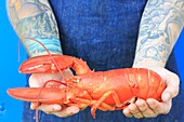 Canada, New Brunswick, Acadie, Moncton, Little Louis restaurant, presentation of a lobster