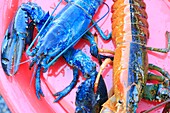 Canada, New Brunswick, Acadia, Miscou, return of fishing for lobsters, blue lobsters (Homarus americanus) due to a genetic mutation