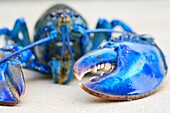 Canada, New Brunswick, Acadie, Gloucester County, Shippagan, New Brunswick Aquarium and Marine Center (1982), Blue Lobster (Homarus americanus)