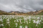 Island, Südliche Region, Naturreservat Fjallabak, Eriophorum-Feld vor Landmanalaugar
