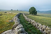 France, Lozere, Aubrac Regional Nature Park, Marchastel, Nasbinals