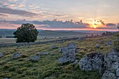 France, Lozere, Aubrac Regional Nature Park, Marchastel, Nasbinals